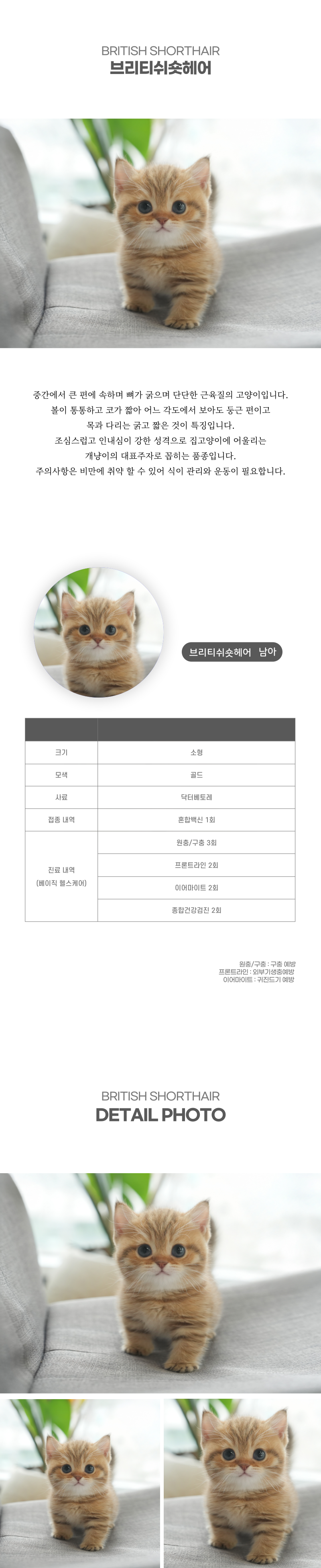 브리티쉬숏헤어_상세이미지_2